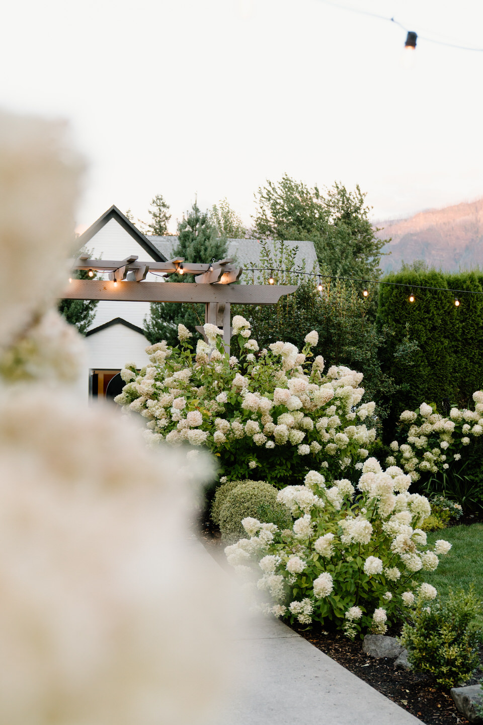 The hydrangea walkway with white building in the background.