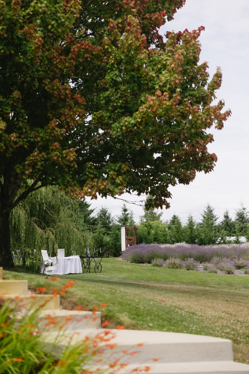 Castle Rock Lavender Farm grounds showing the willow tree, lavender rows, and green lawn.