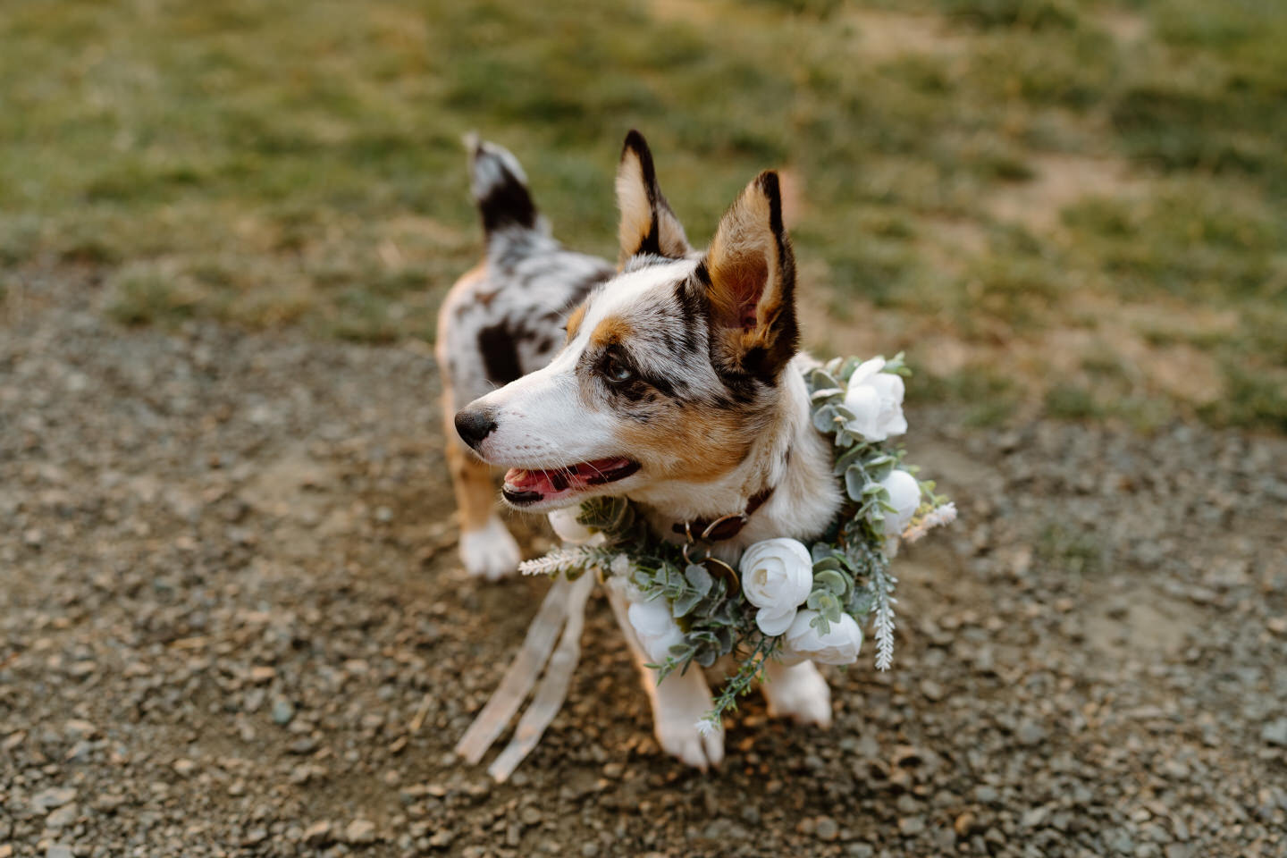 corgi puppy with floral collar on wedding day