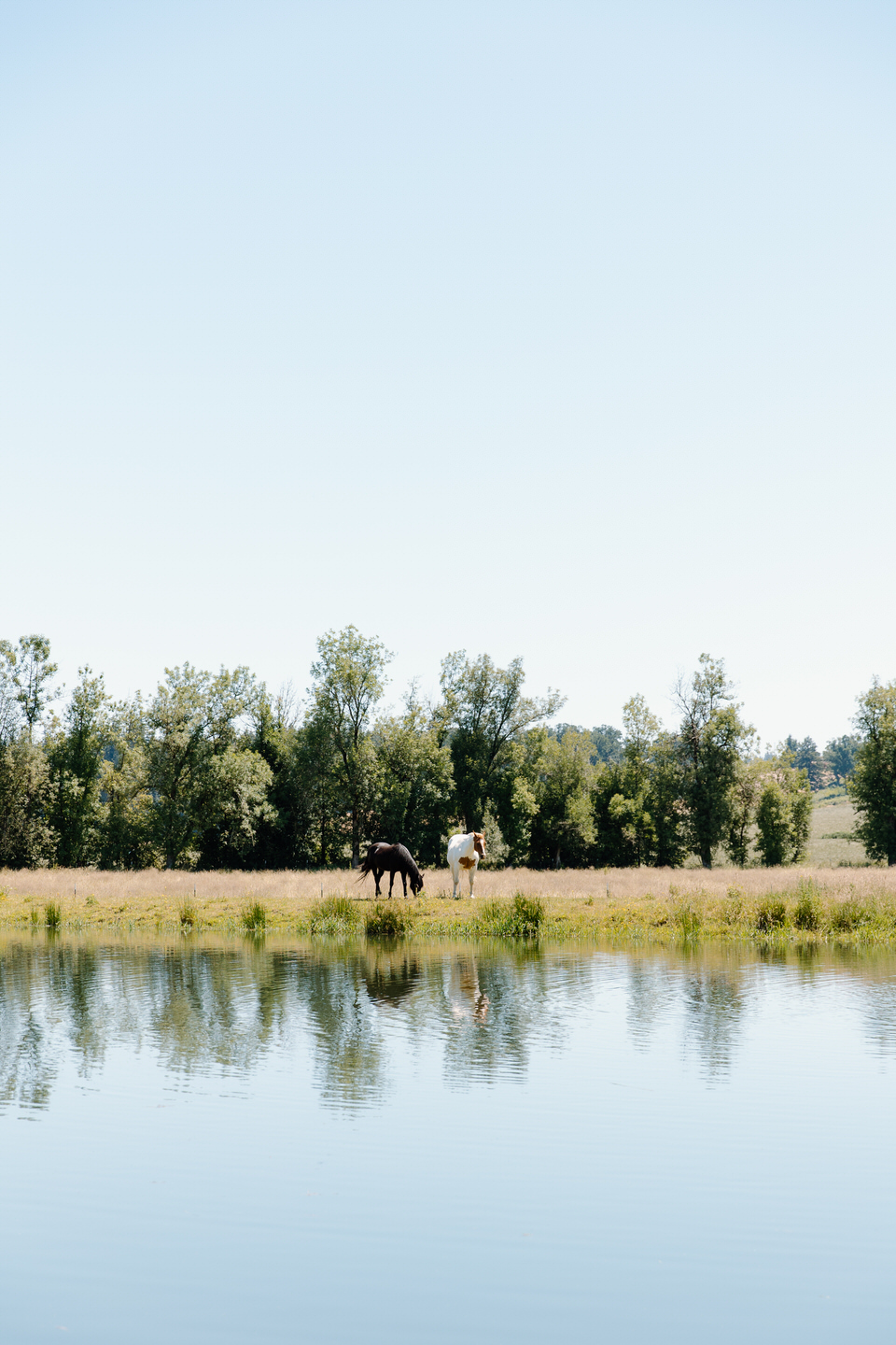 Horses on the property at The Farm on Golden Hill