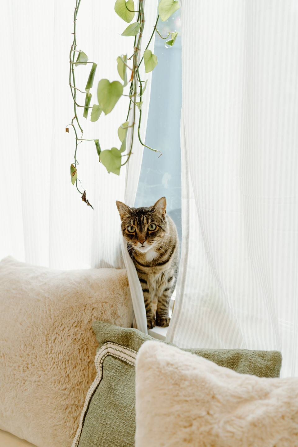 Cat sitting in window in Portland