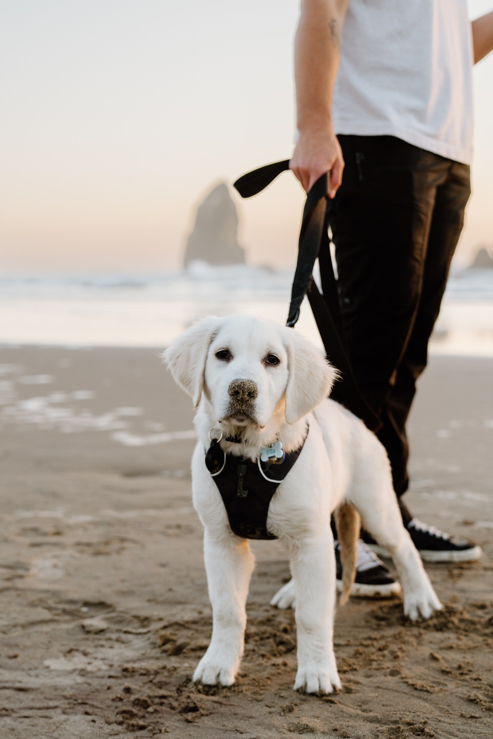 Puppy with sand on its nose at the Oregon Coast